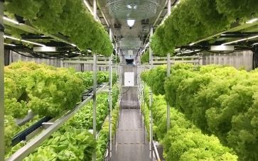 Americus Fresh Verti